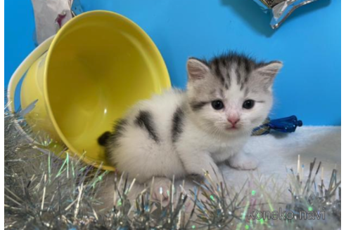 成約済の大阪府のスコティッシュフォールド-68345